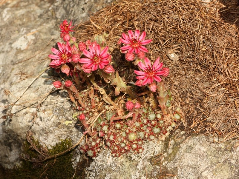 Sempervivum arachnoideum